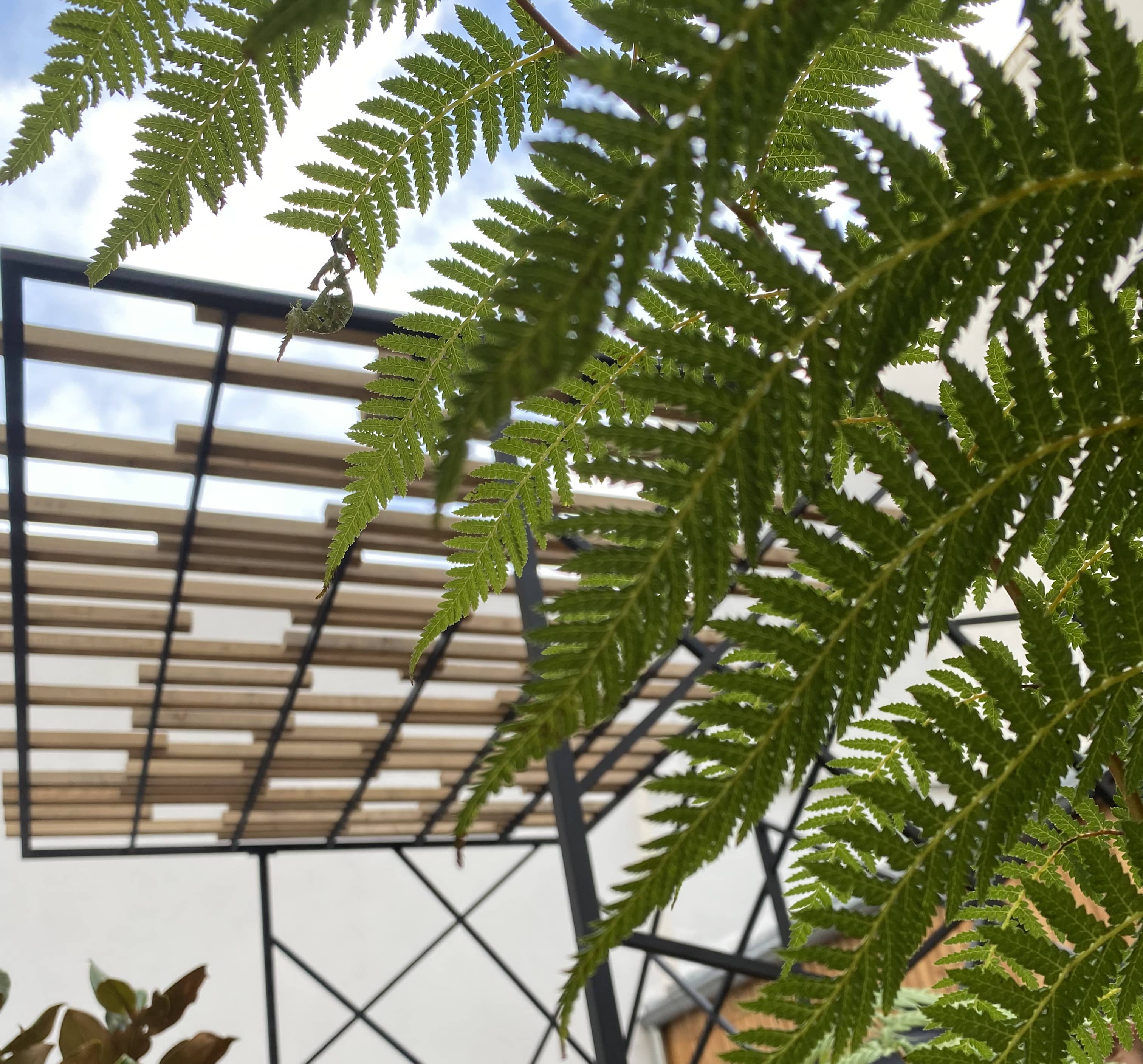 Terrasse aménagée avec une pergola et des plantes exotiques