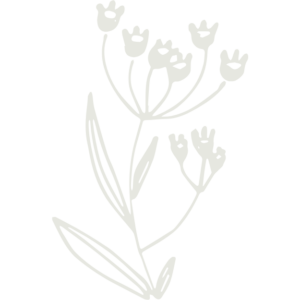 dessin fleur sauvage