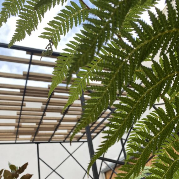 Pergola et plantes de fougères